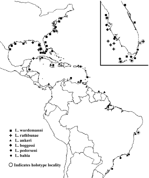 Carte Lysmata Wurdemanni